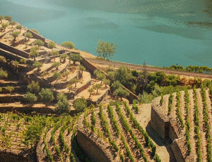 CASTAS AUTÓCTONES DO DOURO: VALOR, DESAFIOS E OPORTUNIDADES